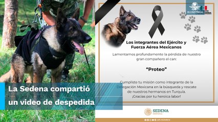 Proteo, perrito rescatista mexicano, muere durante labores en Turquía