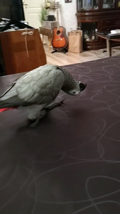 Bird Walking Upside Down