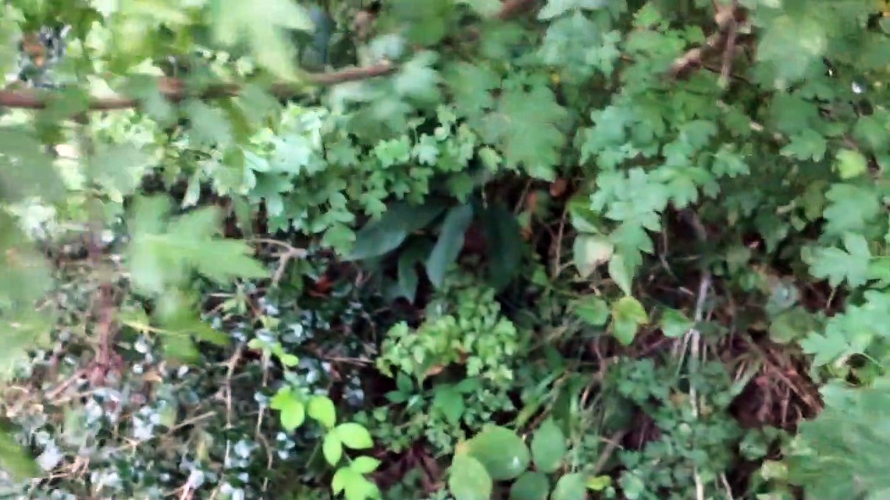 Şifalı Bir Dağ Meyvesi Alıç Meyvesi Faydaları Kullanımı