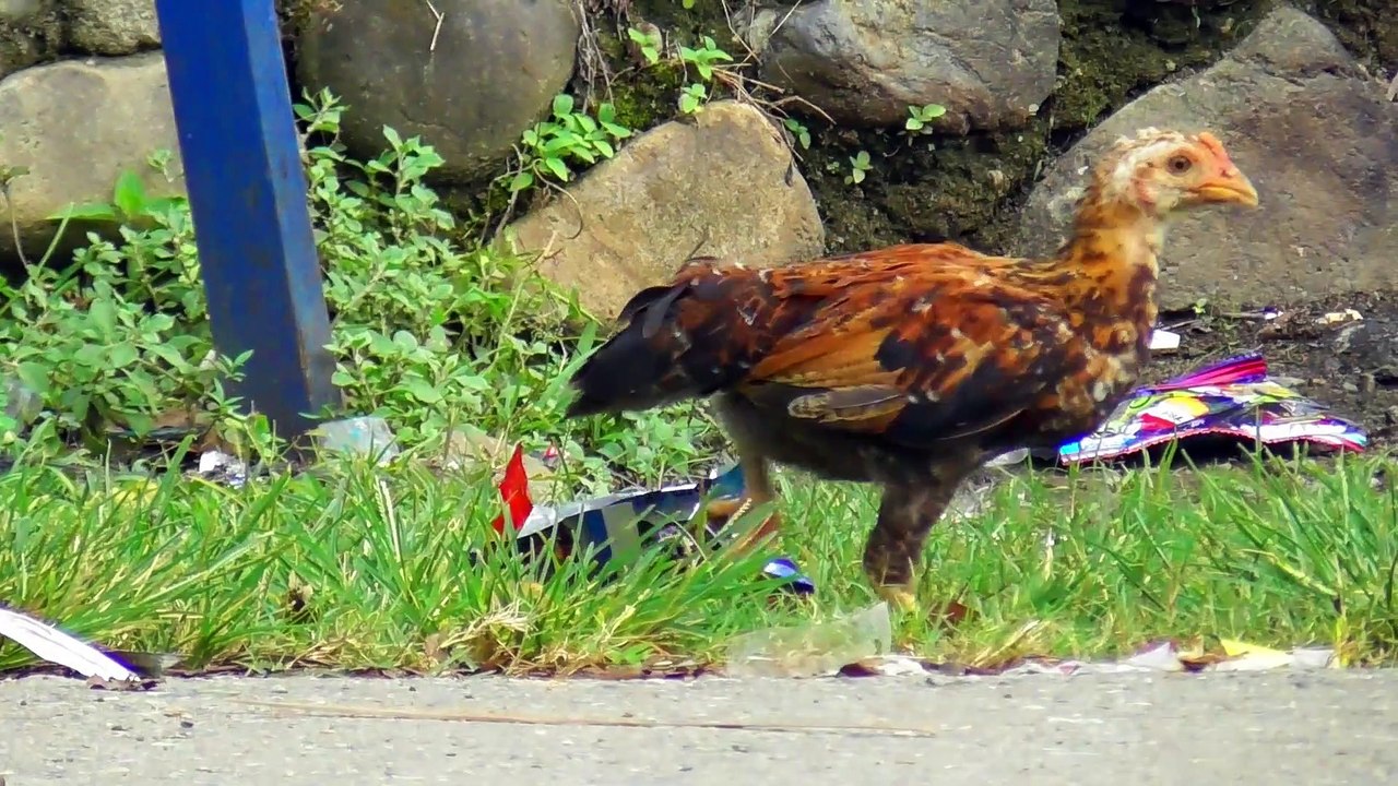 Chickens Looking For Food on The Side of The Road, Can eat Chicken Bones Right Away Chicken