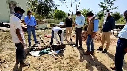 सांकड़ा वन क्षेत्र में मृत मिले दो पैंथर