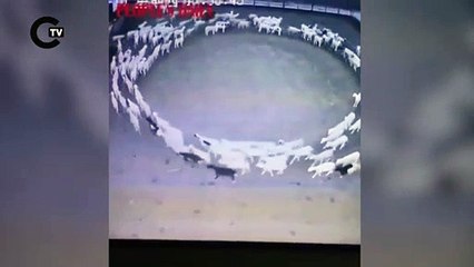 Çin'deki 'durmadan dönen' koyunların gizemi çözüldü: '12 gün boyunca yürüdüler...'