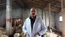 Samsun Damızlık Koyun ve Keçi Yetiştiriciliği Birliği'nden Depremzedelere Kuzu Eti Desteği