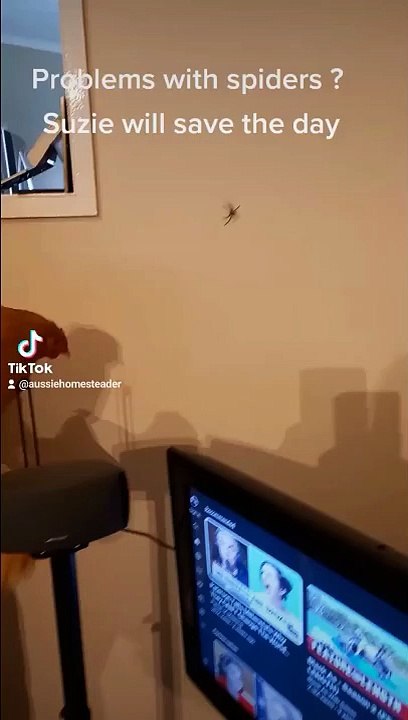 Peur des araignées, prenez une poule