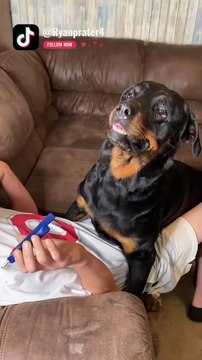 Quand ton chien ne veut pas qu'on lui coupe les ongles