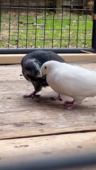 Beautiful Birds pigeon Bird
