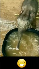 cute baby elephant playing watertub