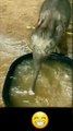 cute baby elephant playing watertub
