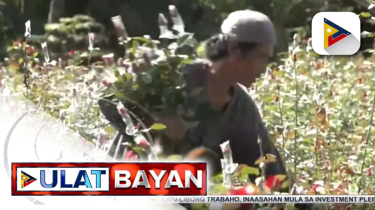 Mga nagtatanim ng rosas, inaasahang makababawi ng kita ngayong Valentine's Day