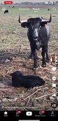 Así es la peligrosa actitud de una vaca astifina recién parida de Partido de Resina
