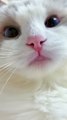 #shorts cat meme & kitten (tik tok video] - funny cats meow baby cute compilation [cat-cash home)