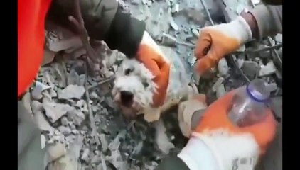 Download Video: Terremoto in Turchia, le immagini dei cani salvati dopo diversi giorni dalle macerie