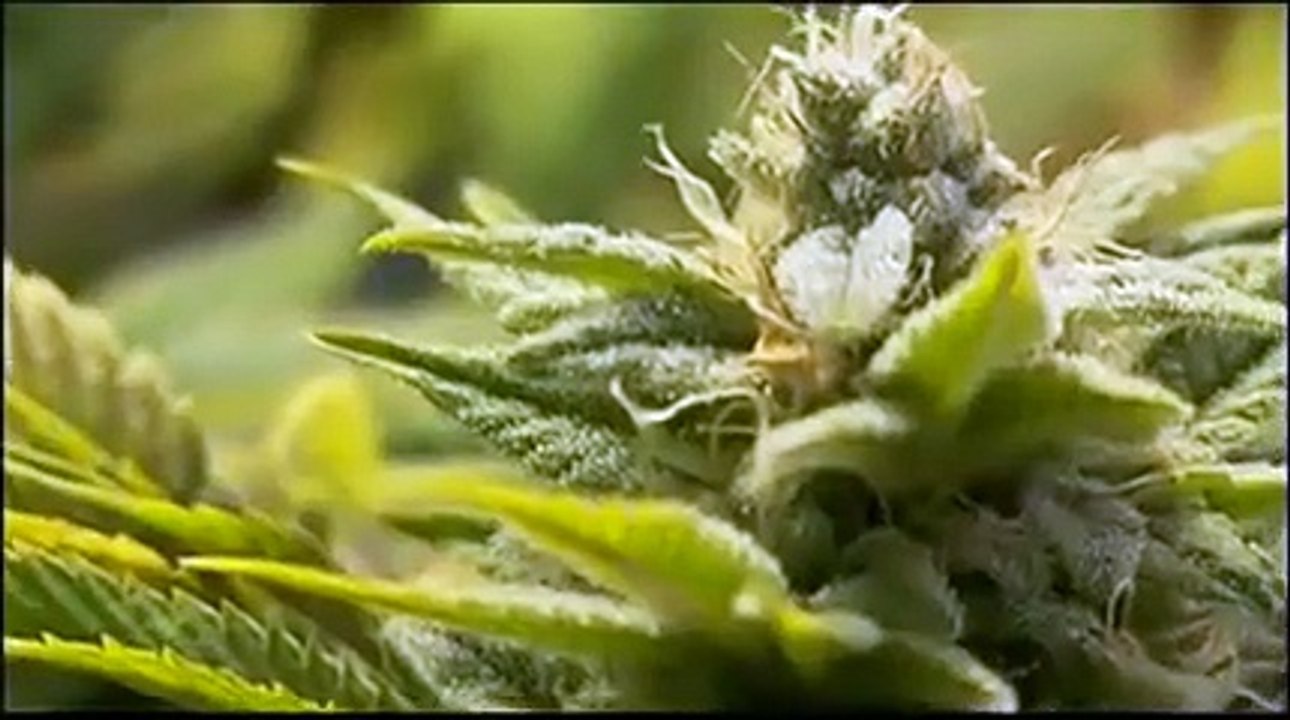 The Union: The Business Behind Getting High | movie | 2007 | Official ...