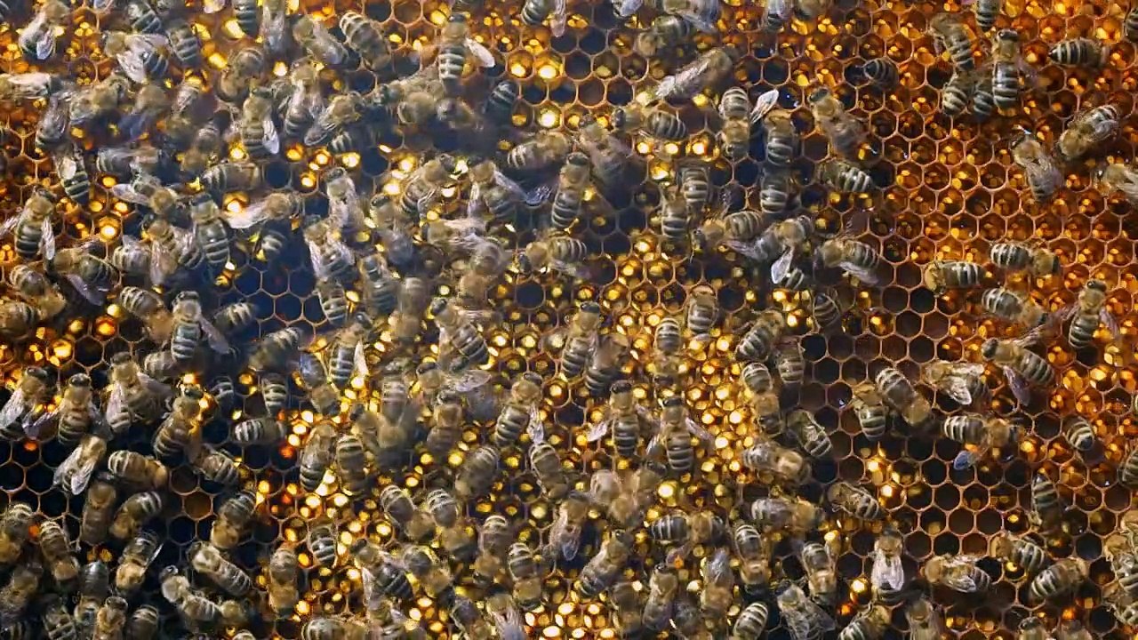 Wildbienen und Schmetterlinge | movie | 2017 | Official Trailer