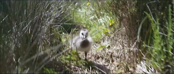 Sulle ali dell'avventura | movie | 2019 | Official Trailer