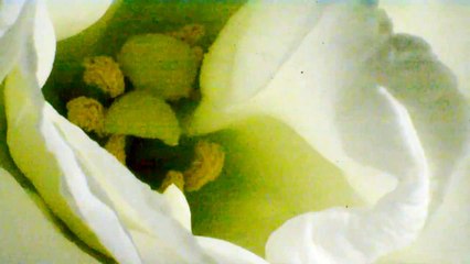 That Which Will be Snuffed by the Hand of Darkness | movie | 2023 | Official Trailer