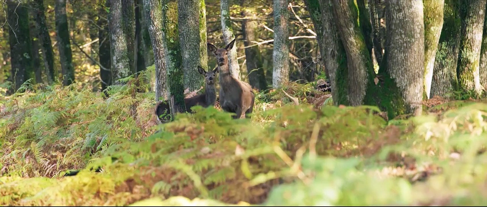 Die Eiche - Mein Zuhause | movie | 2022 | Official Trailer