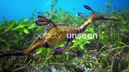 Blue Planet II: One Ocean & The Deep | movie | 2018 | Official Trailer