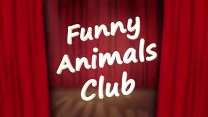 Hilarious Animal Videos 2023: Must-See Dogs & Cats Comedy Clips 🐶🐱