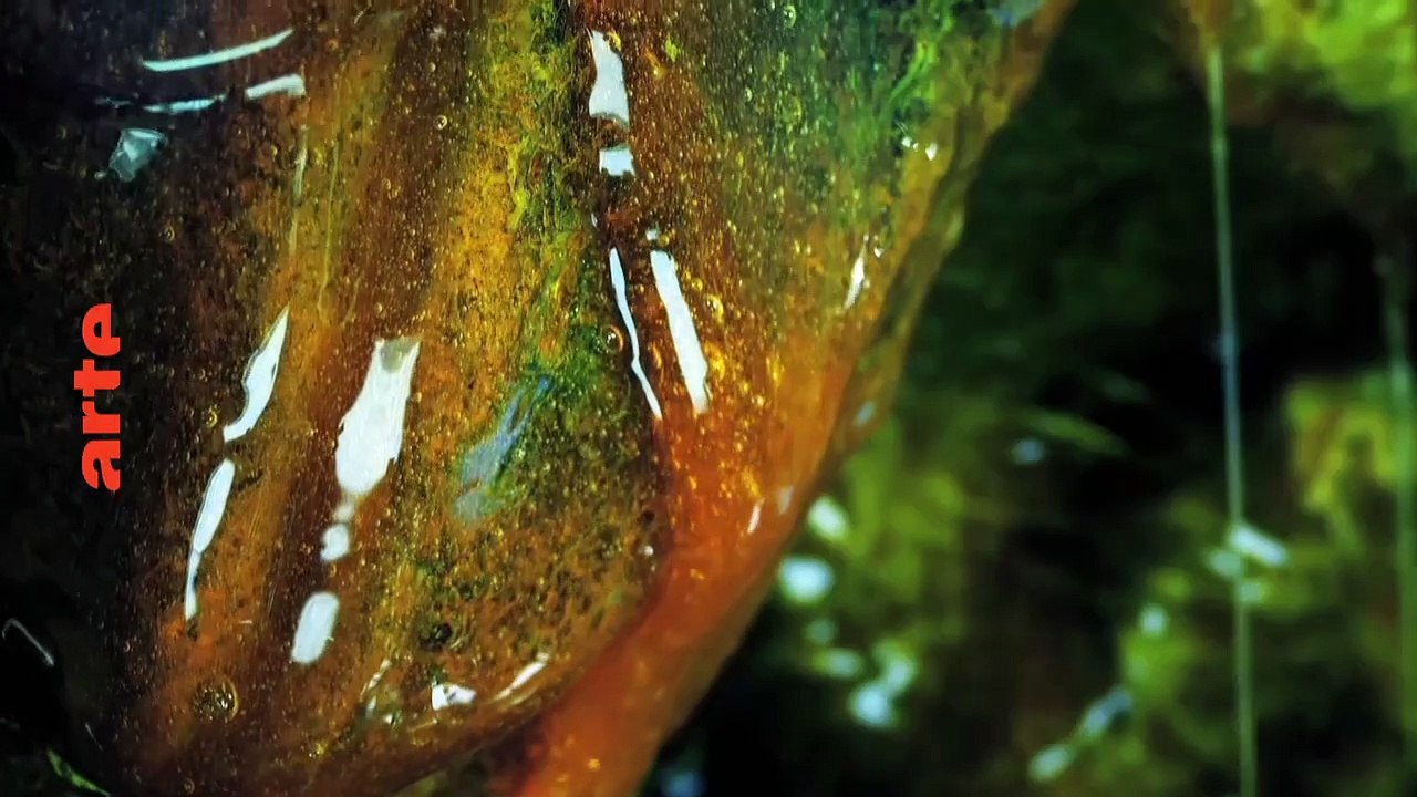 42 - Die Antwort auf fast alles | show | 2021 | Official Trailer