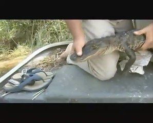 Animal Cops: Miami | show | 2010 | Official Clip