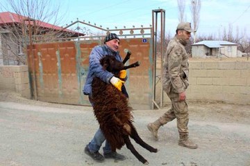 Iğdır'dan deprem bölgesine kavurma için hayvan desteği