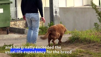 Portuguese dog declared oldest in the world at 30