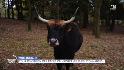 Vos animaux : Tour d'horizon des races de vaches les plus étonnantes !