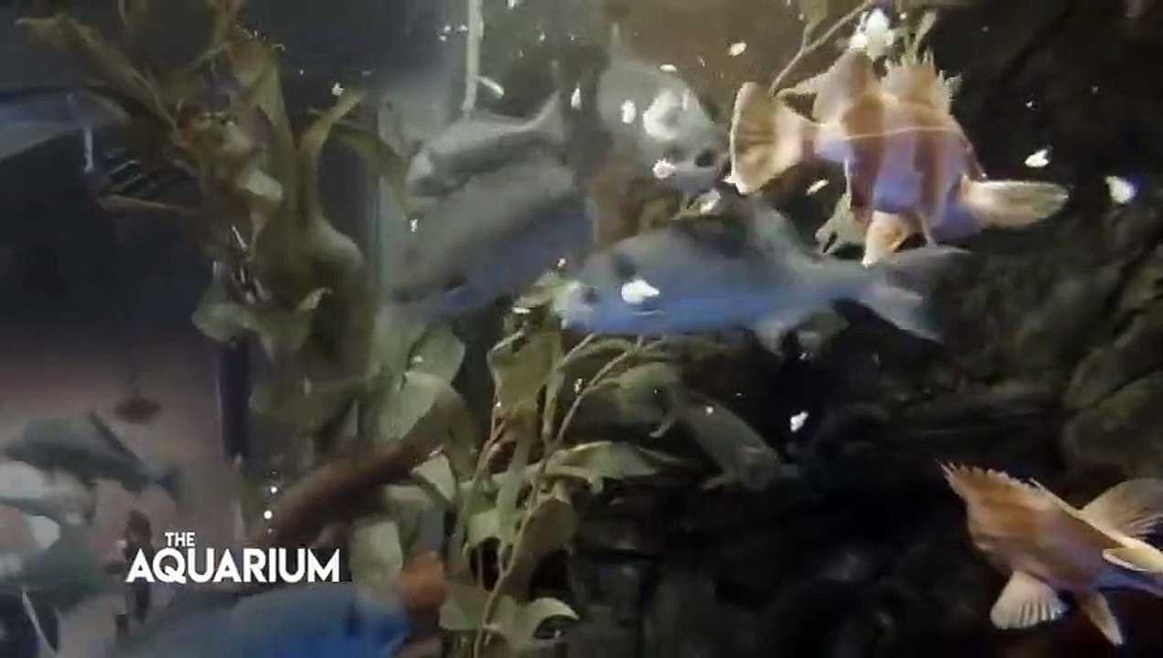 The Aquarium - Se2 - Ep06 - Four Chicks and Counting HD Watch