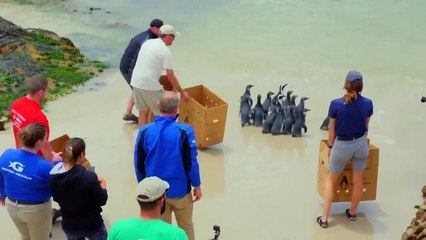 The Aquarium - Se1 - Ep06 - Penguins in Love HD Watch