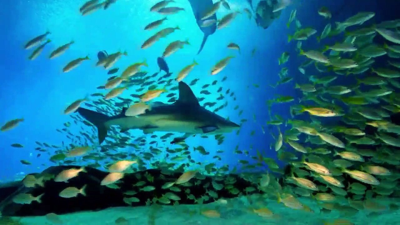 The Aquarium - Se2 - Ep07 - Maggie The Magnificent HD Watch