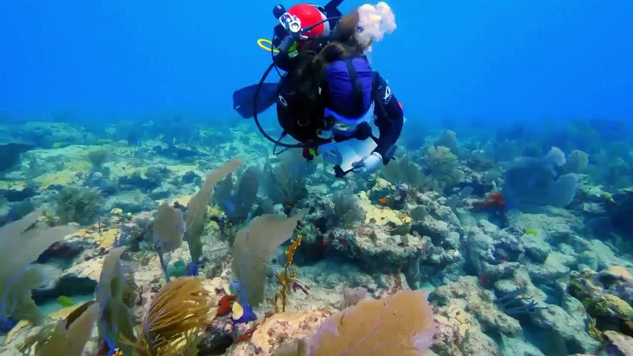 The Aquarium - Se2 - Ep09 - Expedition Whale Shark HD Watch