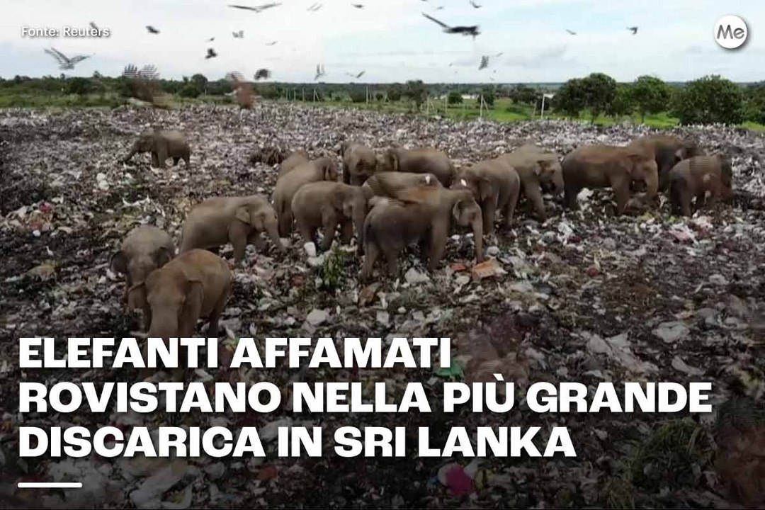Elefanti affamati rovistano nella più grande discarica in Sri Lanka