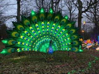Thoiry Lumières Sauvages