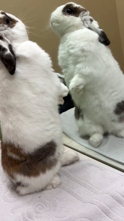 Bella The Bunny Fights Reflection