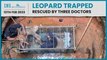 Karnataka: Leopard trapped in well rescued