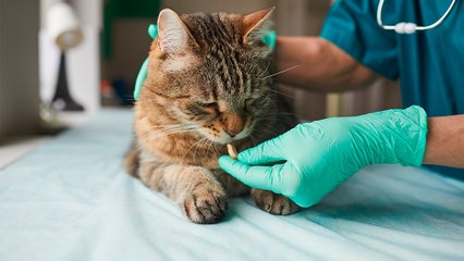 bd-desparacitacion-y-castracion-de-gatos-130223