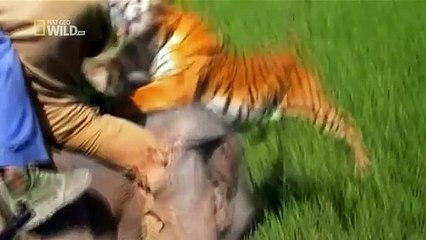 Animals That Will Kill You — National Geographic Wild (2)