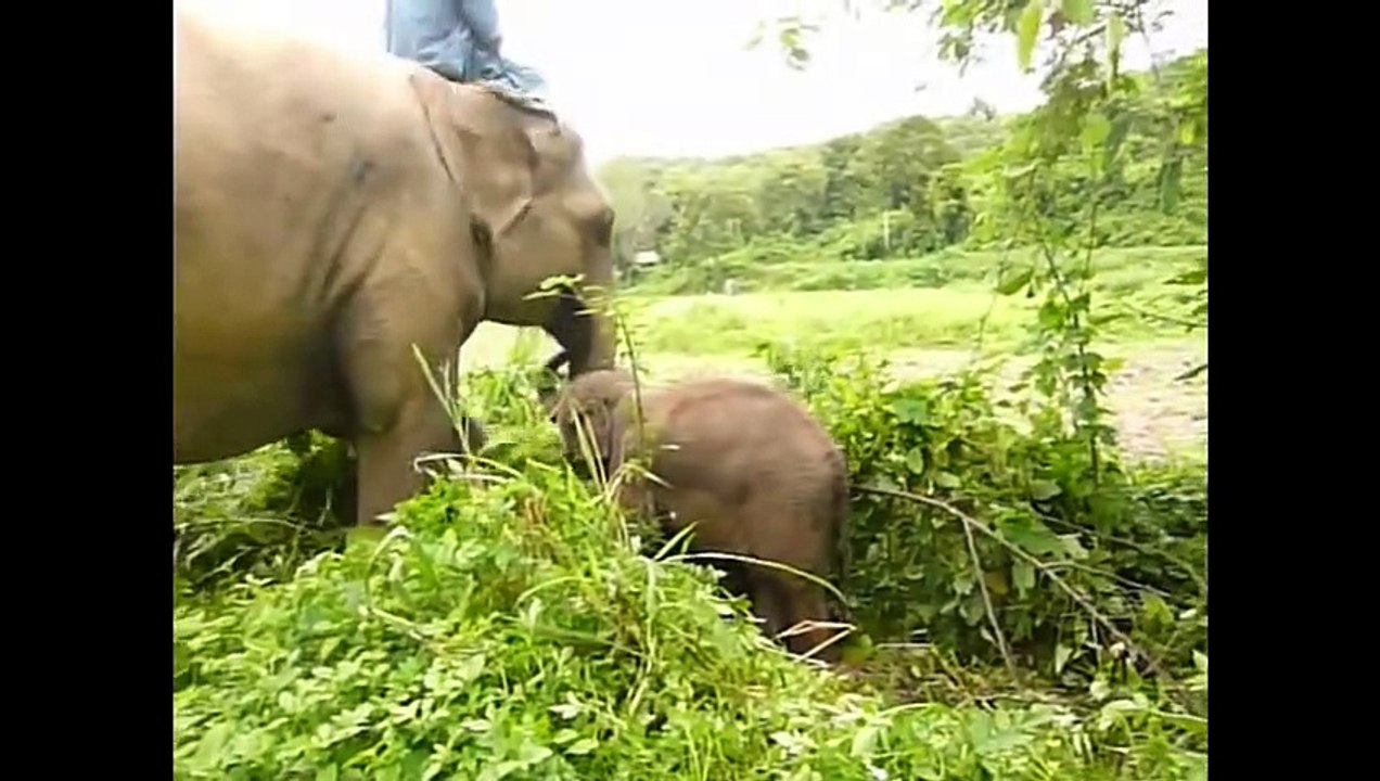 Elephant   Natural life   Wildlife   Animal planet   Animal Forest   Wild Documentary