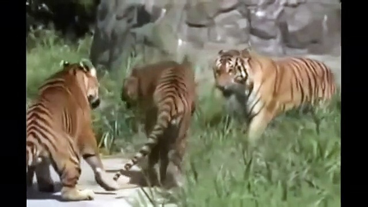 Eagle attacks Wolf, Man, Eagle vs Snake Real Fight - Animals Att