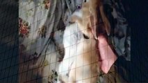 Rabbit Mating Positions Funny when animals attack (2)