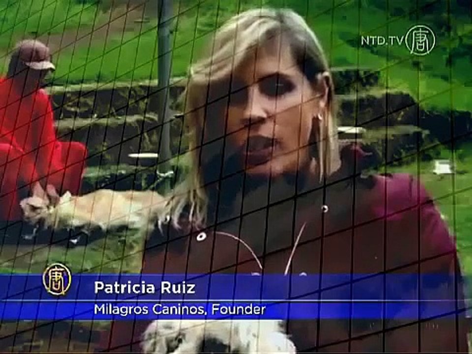 Survive Brutal Criminal Gang, Dog Gets Artificial Legs Best Wild Animal Videos when animals attack