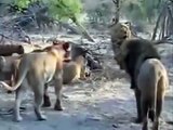 Lion attack Lions Against All Fighting Lions lion wildlife history documentary (2)