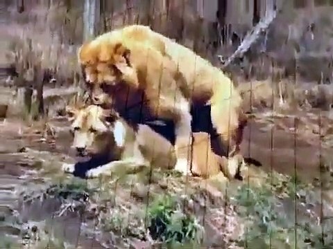 Mating Lion and Zebra Animal Breeding Animal Attacks And Loves YouTube when animals attack (3)
