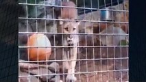 Mountain Lion Ready To Attack Best Wild Animal Videos   Animal Attacks And Loves when animals attack