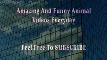 Man VS Donkey Best Wild Animal Videos   Animal Attacks And Loves when animals attack (3)