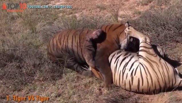 TOP 10 TIGER ATTACKS - Tiger vs Lion, Tiger, Buffalo, Bear, Wild Boar, Python 2023