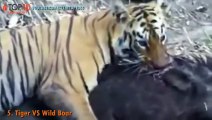 THE TOP 10    TOP 10 TIGER ATTACKS    Tiger vs Lion, Tiger, Buffalo, Bear, Wild Boar, Python..
