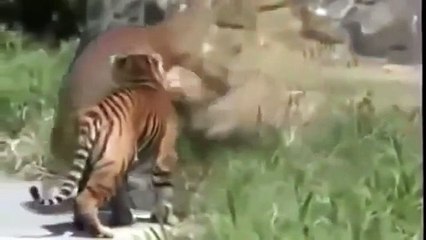 Lion vs Hippo Real Fight - Lion vs Hippo Who Would Win Part 2 -