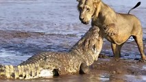 LION vs BABOON REAL FIGHT - LION ATTACK BABOON 2016 Part 2 - Ele